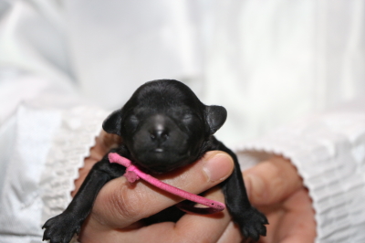 トイプードルブラック(黒色)の子犬メス、生後3日画像