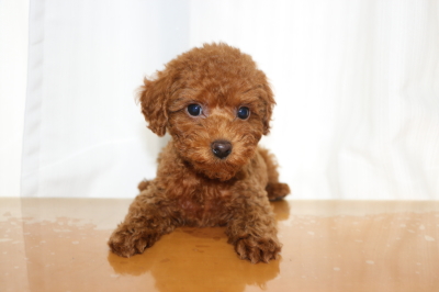 タイニープードルレッドの子犬オス、生後2ヵ月画像
