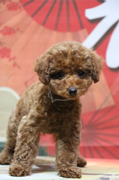 タイニープードルレッドの子犬オス、千葉県市川市モナカ君画像