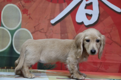 ミニチュアダックスイエロー(クリーム)の子犬メス、北海道札幌市のブリーダー画像