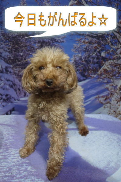 トイプードルブリーダーの成犬，トリミング前画像
