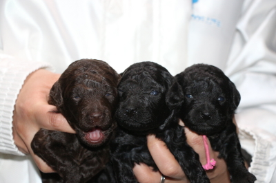 トイプードルの子犬、ブラウンオス1頭ブラック(黒色)メス2頭、生後2週間画像