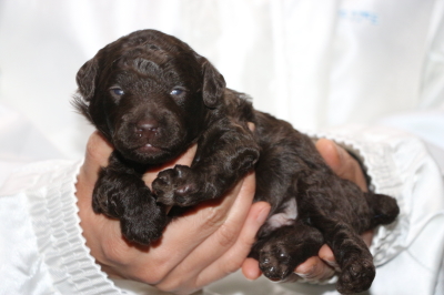 トイプードルブラウンの子犬オス、生後2週間画像