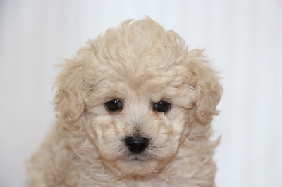 トイプードルホワイト(白色)の子犬オス、生後6週間画像