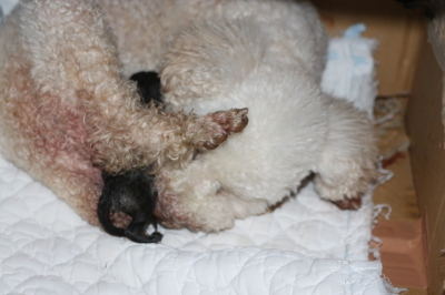 トイプードルホワイト(白色)産まれたばかりのシルバー子犬画像