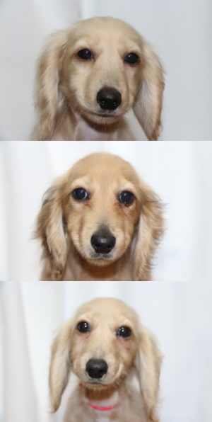 ミニチュアダックスの子犬オス2頭メス1頭、生後4ヵ月画像