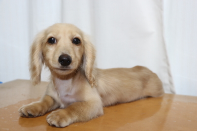 ミニチュアダックスイエロー(クリーム)の子犬オス、生後4ヵ月画像