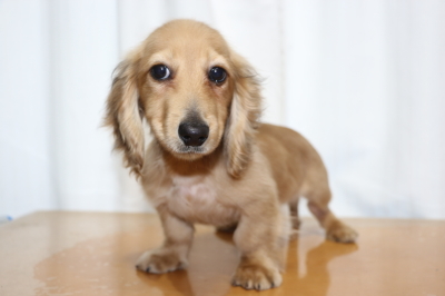 ミニチュアダックスレッドの子犬オス、生後4ヵ月画像