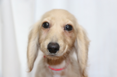 ミニチュアダックスイエロー(クリーム)の子犬メス、生後4ヵ月画像