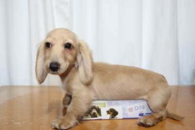 ミニチュアダックスイエロー(クリーム)の子犬メス、生後4ヵ月画像