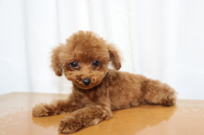 ティーカッププードルレッドの子犬メス、生後3ヵ月画像