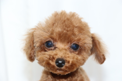 ティーカッププードルレッドの子犬メス、生後3ヵ月画像
