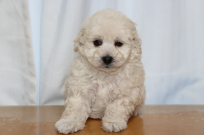 トイプードルホワイト(白色)の子犬オス、生後7週間画像