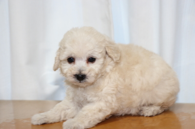 タイニープードルホワイト(白色)の子犬メス、生後7週間画像