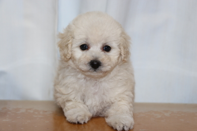 タイニープードルホワイト(白色)の子犬メス、生後7週間画像