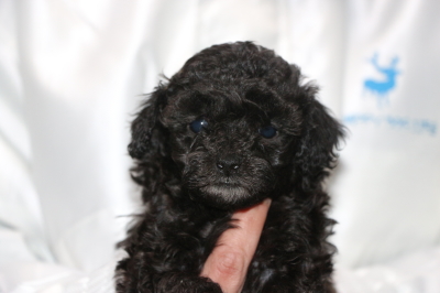 トイプードルシルバーの子犬メス、生後5週間画像