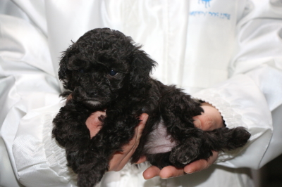 トイプードルシルバーの子犬メス、生後5週間画像