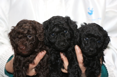 トイプードルの子犬、ブラウンオス、ブラック(黒色)メス2頭、生後5週間画像