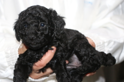 トイプードルブラック(黒色)の子犬メス、生後5週間画像