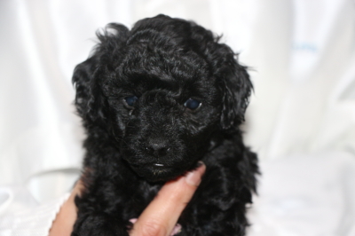 トイプードルブラック(黒色)の子犬メス、生後5週間画像