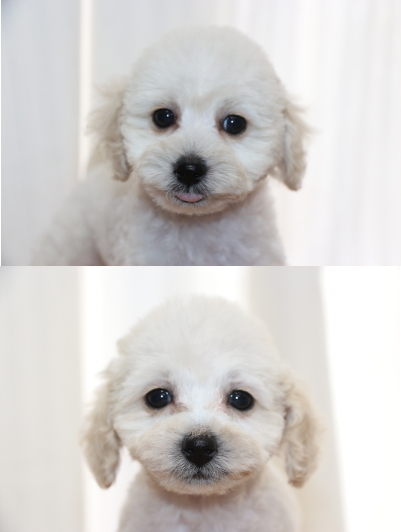トイプードルホワイト(白色)の子犬オス1頭メス1頭、生後2ヵ月画像