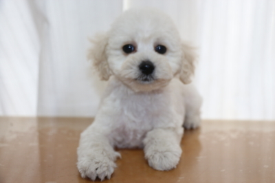 トイプードルホワイト(白色)の子犬オス、生後2ヵ月画像
