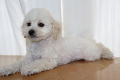 トイプードルホワイト 白色 の子犬オス1頭メス1頭 生後2ヵ月 A Happy Dog Life