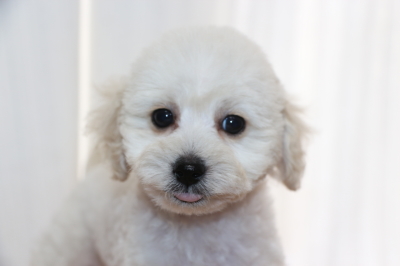 トイプードルホワイト(白色)の子犬オス、生後2ヵ月画像