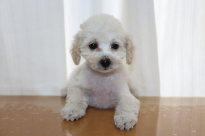 タイニープードルホワイト(白色)の子犬メス、生後2ヵ月画像