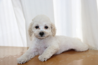 タイニープードルホワイト(白色)の子犬メス、生後2ヵ月画像