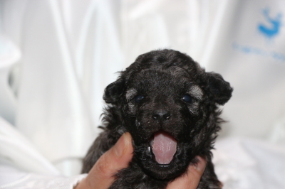 トイプードルシルバーの子犬オス、生後3週間画像