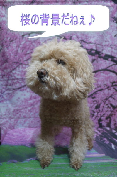 千葉県船橋市のトイプードルのトリミング画像