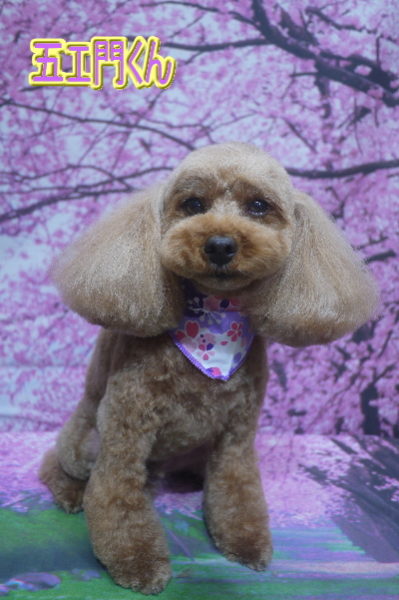 千葉県船橋市のトイプードルのトリミング画像