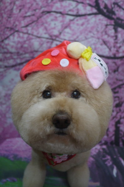 千葉県船橋市のトイプードルのトリミング画像