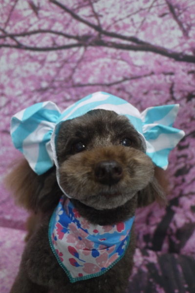 千葉県船橋市のトイプードルのトリミング画像