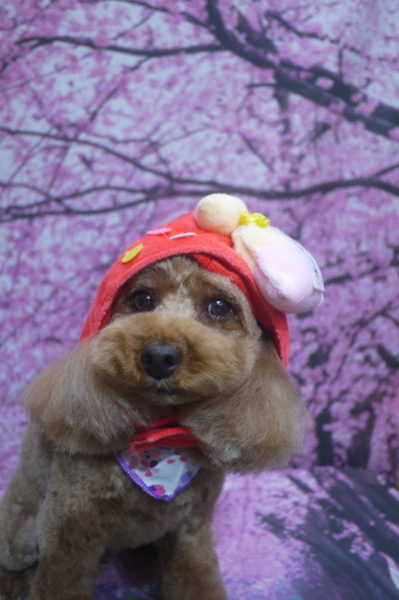 千葉県船橋市のトイプードルのトリミング画像