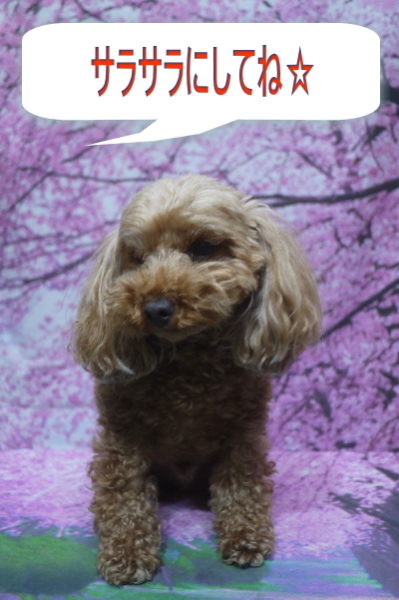 千葉県船橋市のトイプードルのトリミング画像