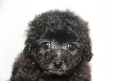 タイニープードルシルバーの子犬メス、生後7週間画像