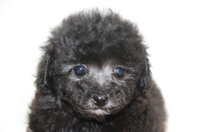 タイニープードルシルバーの子犬メス、生後7週間画像