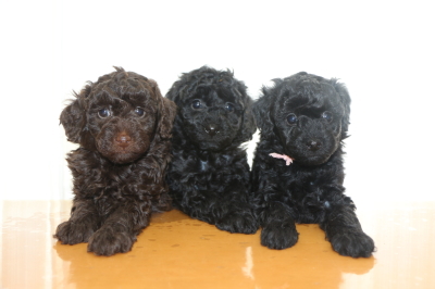 トイプードルの子犬、ブラウンオス1頭ブラック(黒色)メス2頭、生後6週間画像