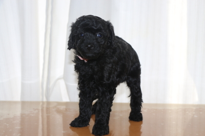 タイニープードルブラック(黒色)の子犬メス、生後6週間画像