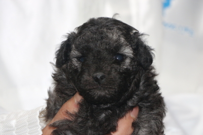 トイプードルシルバーの子犬オス、生後4週間画像