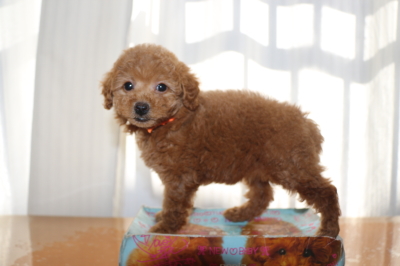 タイニープードルレッドの子犬メス、生後7週間画像