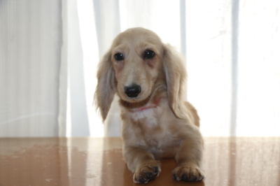 ミニチュアダックスのイエロー(クリーム)の子犬メス、生後5ヵ月画像