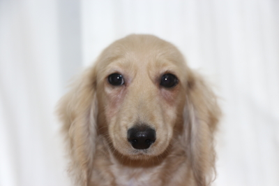 ミニチュアダックスのイエロー(クリーム)の子犬メス、生後5ヵ月画像
