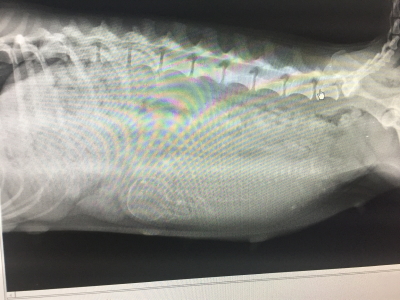ミニチュアイエロー(クリーム)、妊娠犬のレントゲン写真