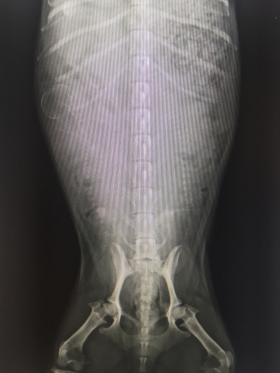 ミニチュアイエロー(クリーム)、妊娠犬のレントゲン写真