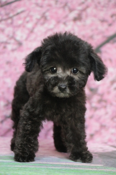 ティーカッププードルシルバーの子犬メス、生後2ヵ月画像