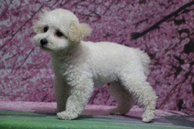 トイプードルホワイト(白色)の子犬オス、神奈川県横浜市イヴ君画像