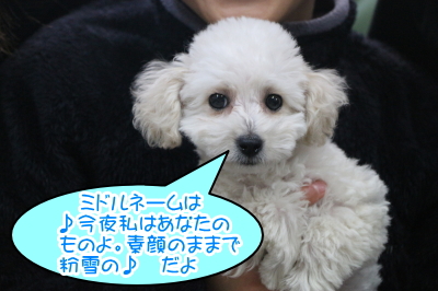 トイプードルホワイト(白色)の子犬オス、神奈川県横浜市イヴ君画像